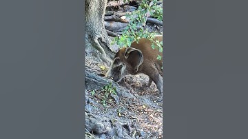 Red river hogs are incredible diggers