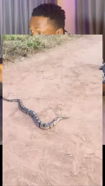 IDEMMILI PYTHON BEING EXCORTED PEACEFULLY AFTER HIS VISIT #shorts #viral #trending #youtubeshorts