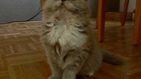 Video 1350681: british longhair kitten, british longhair lilac, british longhair girl, white british longhair