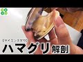 【サイエンス実験】ハマグリ 軟体動物 解剖 高校生物