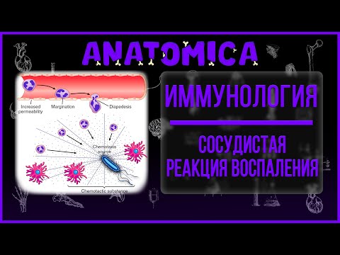 Патофизиология воспаления / Экссудативное воспаление / Иммунология