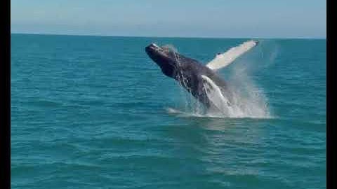 Sandy Mai | LMS | Skillful LS2 Unit 4 video