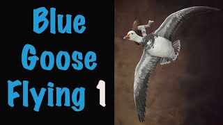 Blue Goose Taxidermy Part 1-2. Waterfowl Taxidermy.