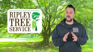 Ripley Tree Service   - Great at keeping trees healthy