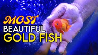 BUYING NEW GOLD FISH For AQUARIUM | Correct Way To Buy New Fish