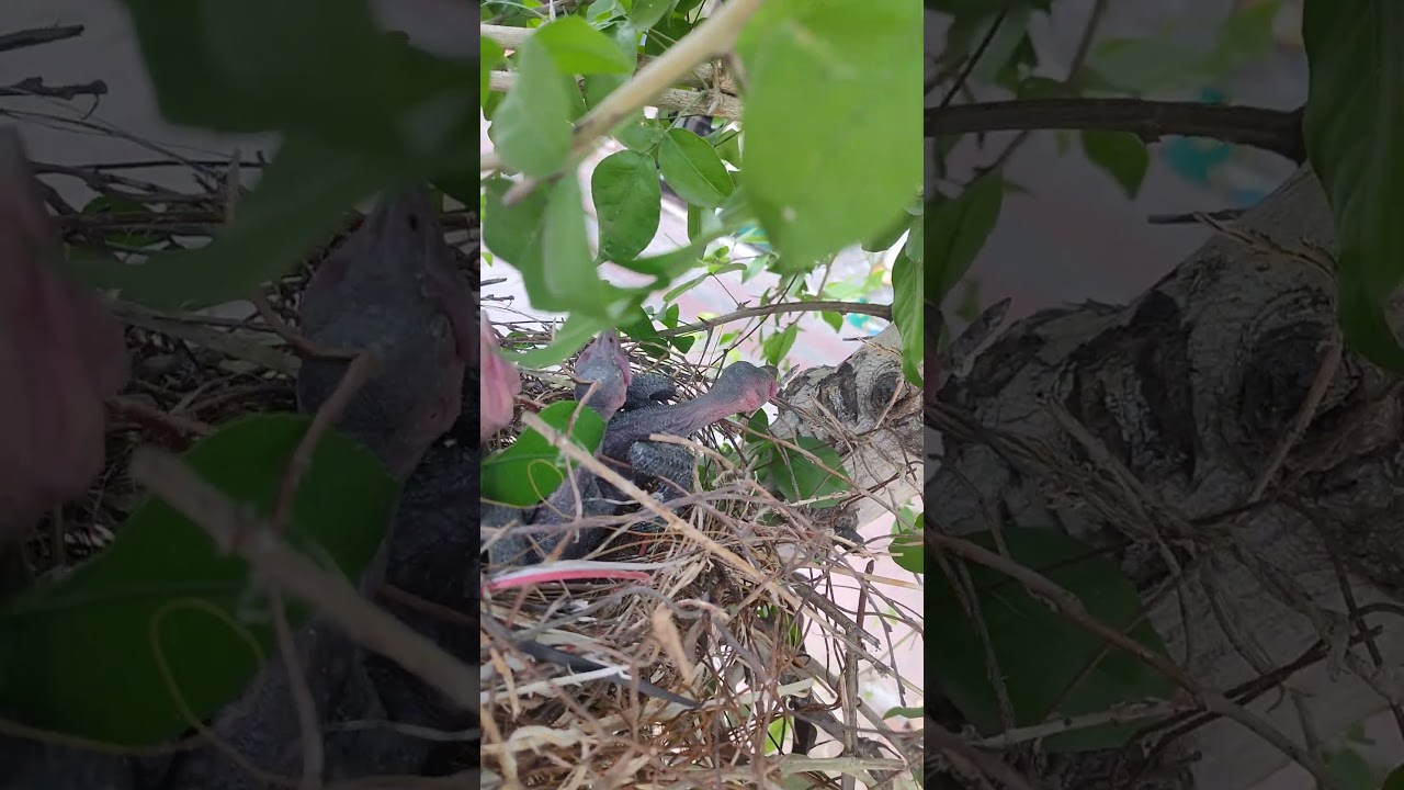 This is how baby crows look like.. 