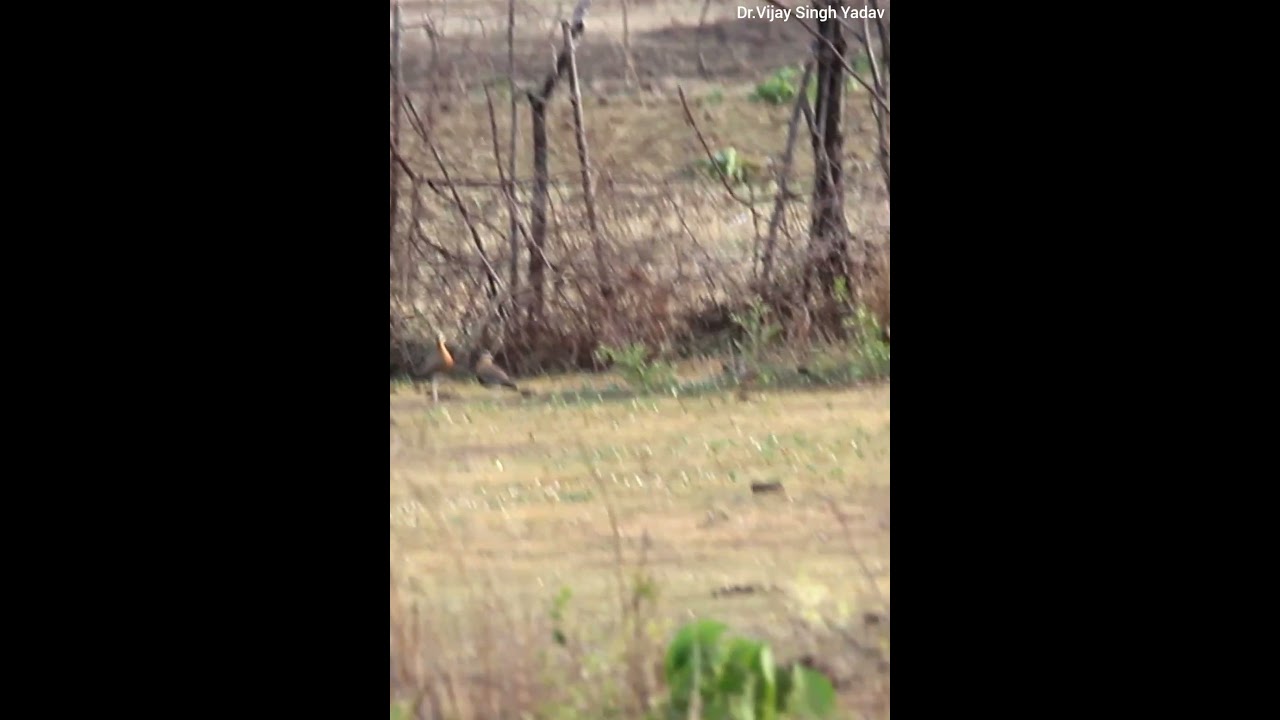 "Indian Courser"Cursorius Coromandelicus