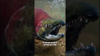 It Swims Hundreds of Miles to Die at Home | Pacific Salmon