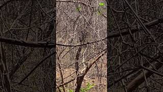 PICA-PAU DO CEARÁ 🤩 #ceara #sertao #aves #fry #fryp