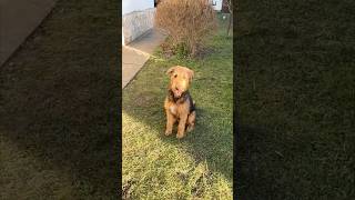 Airedale catches ball in the air 🥎 #airedaleterrier #dog #dogshorts