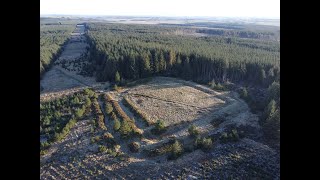 A visit to Manside enclosure in Harwood forest, Northumberland on 2nd January 2026.