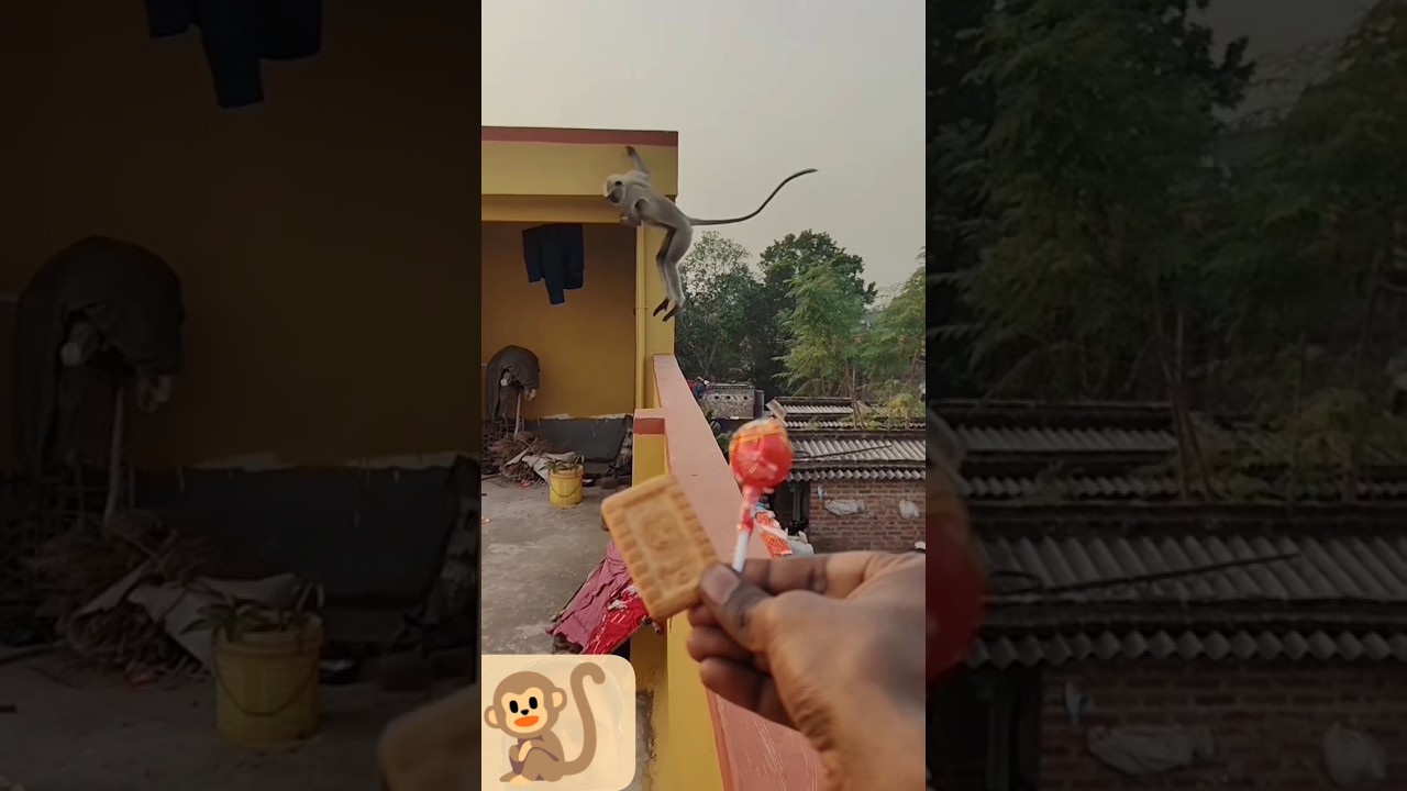 NEW Monkey Shorts Alert! Prepare to Laugh Out Loud! 