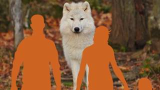 a Wolf saved a girl who got lost in the forest