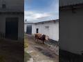 SİMENTAL BOĞA AHIRDAN KAÇMAYA ÇALIŞIYOR