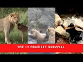 TOP 12 CRAZIEST ANIMAL SURVIVAL CAUGHT ON CAMERA