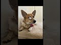 Just a sleepy baby  corgipuppy corgicrew corgi dogmom dogcorgilife corgis