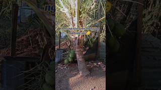 Dwarf Coconut Fresh Coconut