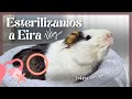 ESTERILIZACIÓN de COBAYA HEMBRA con QUISTES OVÁRICOS 🐹👩‍⚕️ VLOG de operación + recuperación 📷