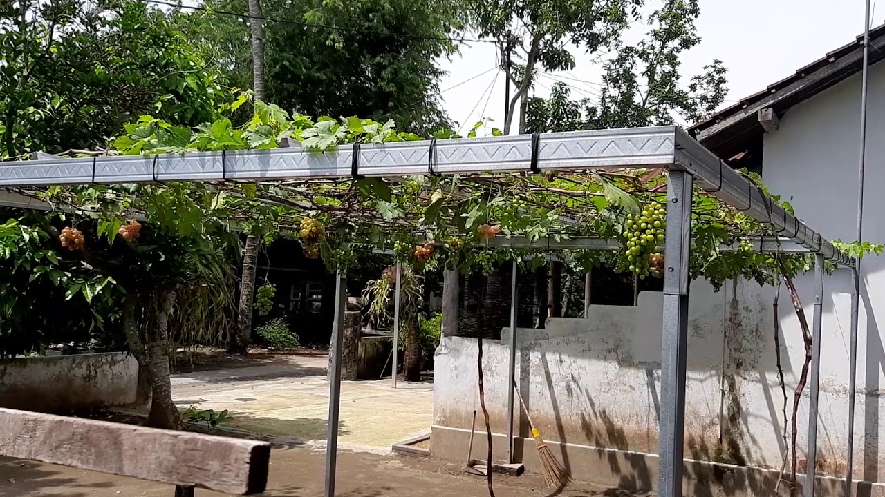 Desain sederhana kebun anggur pribadi #Samping halaman ...