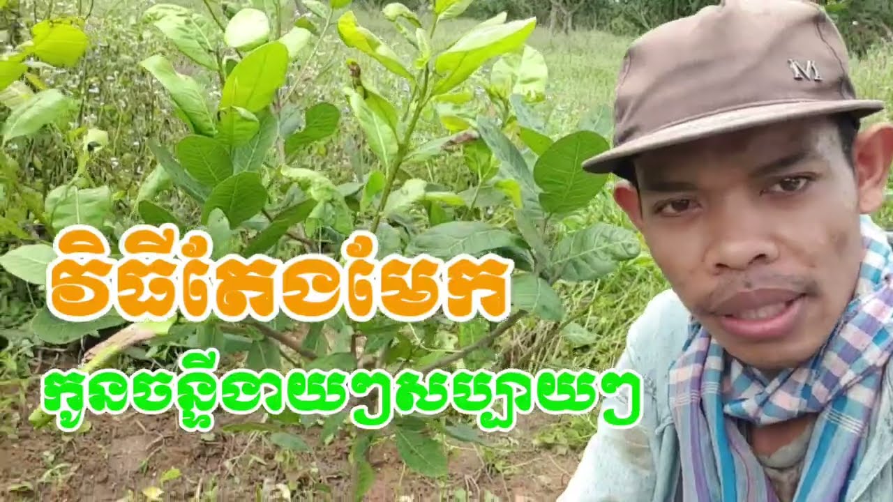 របៀបតែងមែកកូនចន្ទី ឲ្យបានត្រឹមត្រូវ ហើយធំលឿន EP.149 ☎️0888735857