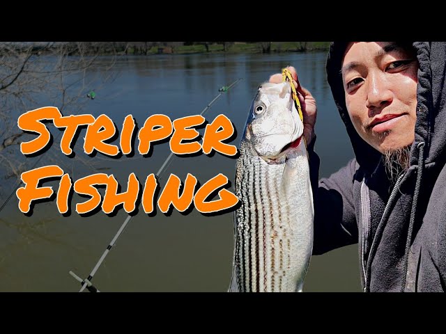 GIANT 48-Inch Striped Bass Caught on the Sacramento River - Active NorCal