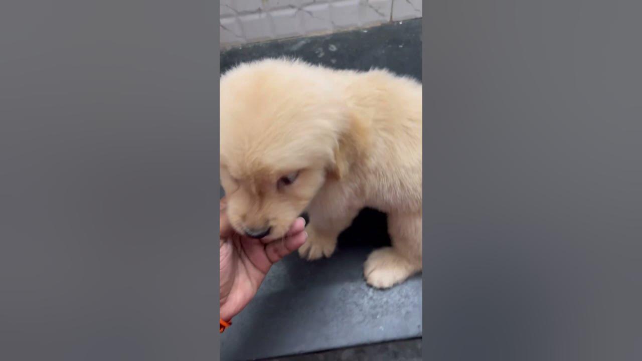 GOLDEN RETRIEVER TRANSFORMATION chennai puppies goldenretriever 