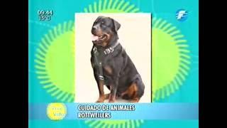 ¡Te damos tips sobre el cuidado de los Rottweilers! | Veterinaria en Vive la Vida