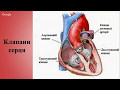 Система кровообігу. Серце: будова та функції. Робота серця