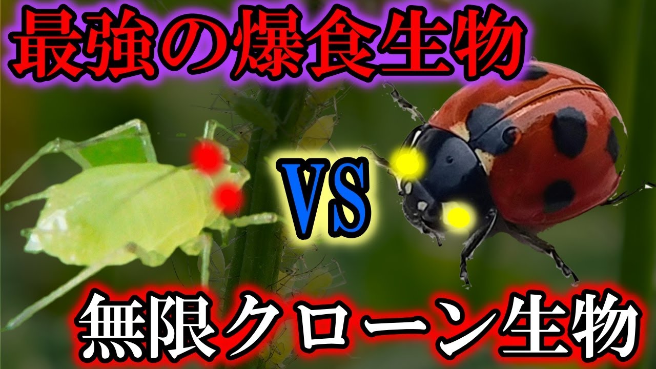 【ゆっくり解説】爆食最恐昆虫VS最恐クローン増殖生物の全容がヤバすぎた!