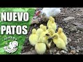 NACIMIENTO DE PATOS (LO BONITO DE LA CRIANZA)