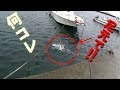 カニで釣れた魚は全く予想していない……