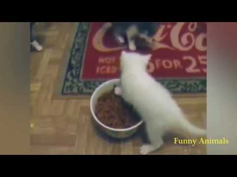 ძალიან სასაცილო ცხოველები 2014