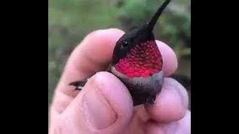 Episode 3 (Part 2) - (p,q)-adic Analysis and the Collatz Conjecture -  Numens and Correspondences