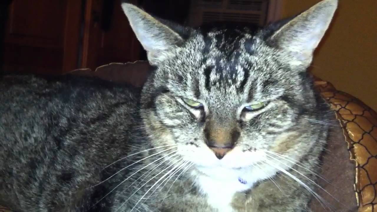  Cat  facial twitches  seizure YouTube