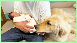 愛犬（ゴールデンレトリーバー）と我が子の初対面