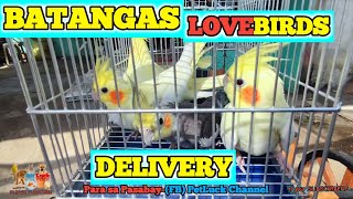 LOVEBIRDS DELIVERY | FACEBOOK 'PetLuck Channel'