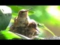 Humming Birds HD