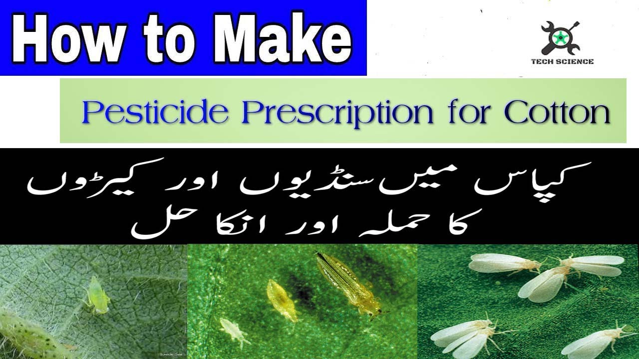 How to Control JassidCotton Diseases and Pests YouTube