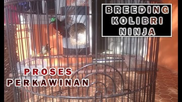 Proses Breeding Perkawinan Kolibri Ninja 2020