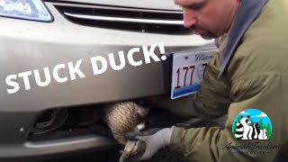 Duck Stuck In Car Grill! by Animal Trackers Wildlife 1,116 views 8 years ago 53 seconds