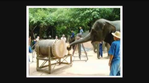 Dave Sulzer | Secret: Elephant Music | Secret Lives of Scientists