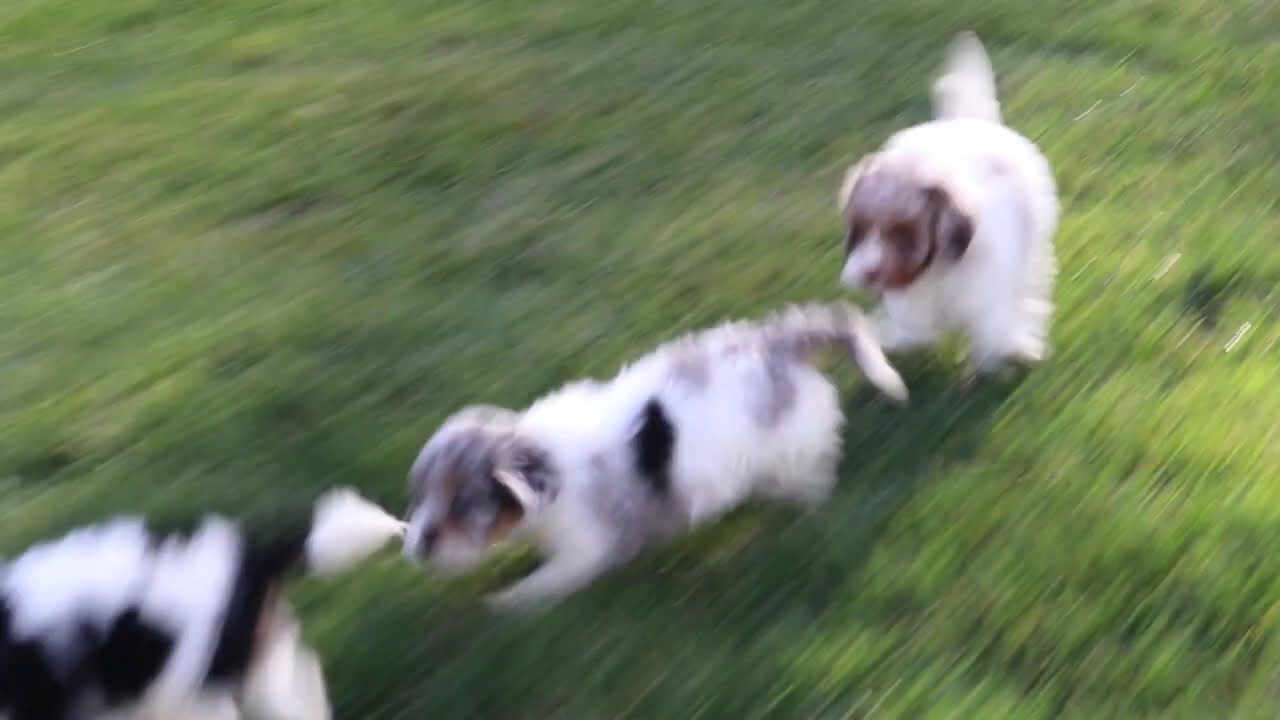 Cockapoo Puppies For Sale