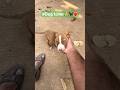 #Shorts#dogshorts #love #dog छोटा स्ट्रीट डॉग पपी मस्ती-मस्ती में मेरे हाथ को काटने लगा 😄🐾