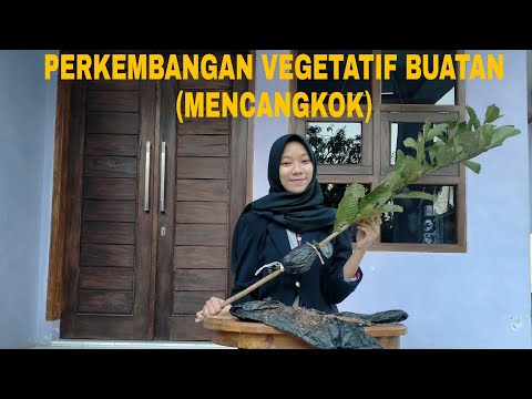 Video: Mencangkok Varietas Lilac. Kerja Praktek