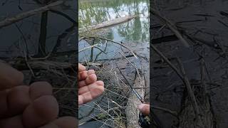 How to release a snag that’s wrapped around a branch