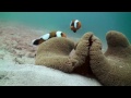 Showreel audrey noirot pro underwatergrapher fisheye