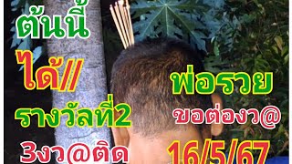 #พ่อรวยขอต้นมะยมนำโชคงว@ที่4#16/5/67