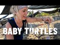 Trying to save baby sea turtles on Mexican beach |S6-E81|