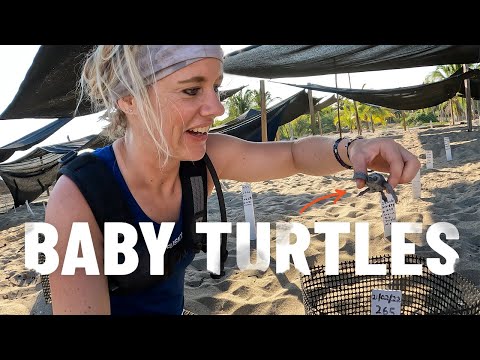 Video: Pet Scoop: Leatherback zeeschildpadden zouden kunnen uitsterven, groep biedt petfood stempels