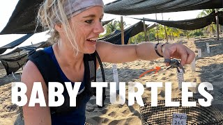 Trying to save baby sea turtles on Mexican beach |S6-E81|
